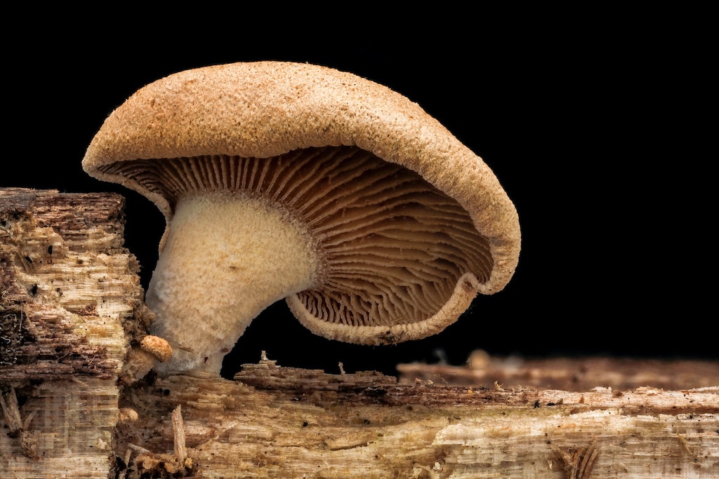 mushroom growing on log, is psychedelic assisted therapy legal