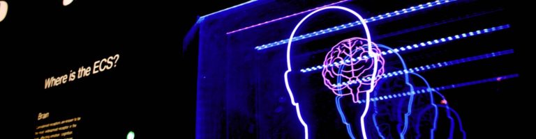 neon sign of brain, how psychedelics work in the brain