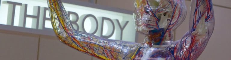 human anatomy model, how psychedelics work in the body