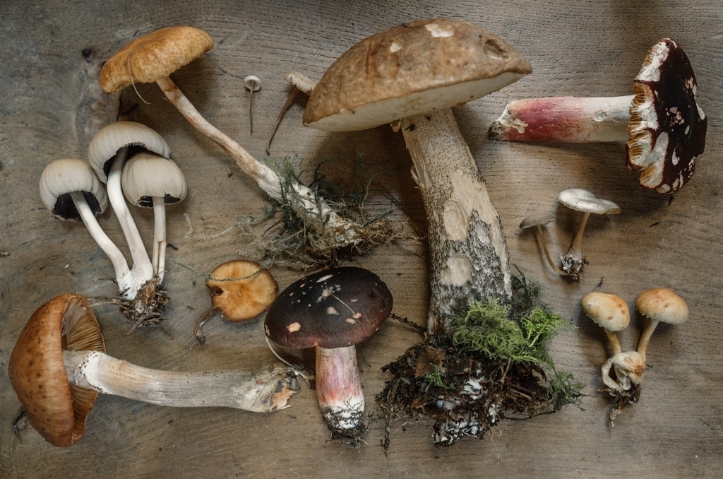 assortment of mushrooms, what is microdosing psilocybin