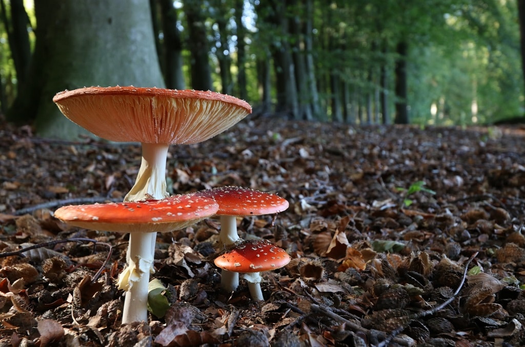 amanita muscaria mushroom in forest, types of natural psychedelics