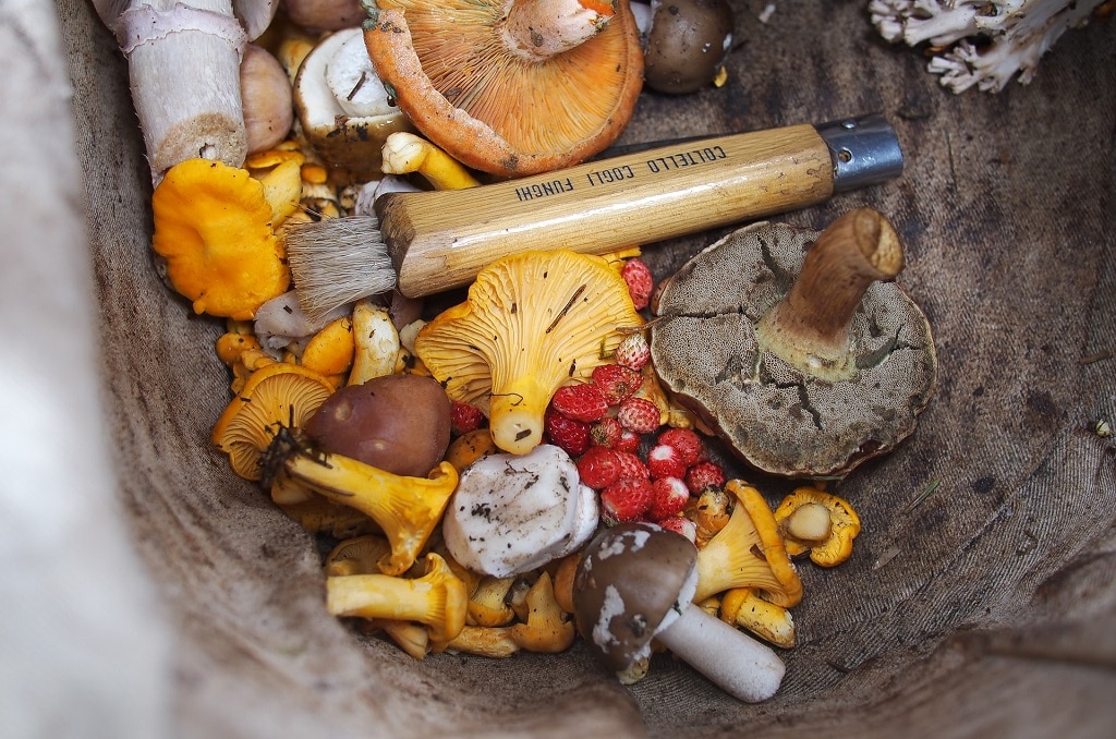 assorted mushrooms and fruit in bowl, mescaline ayahuasca psilocybin psychedelics