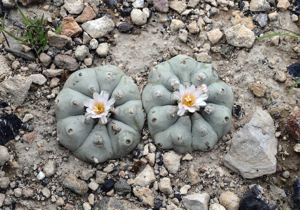 peyote cactus containing mescaline growing from ground, what is the history of psychedelic substances for healing