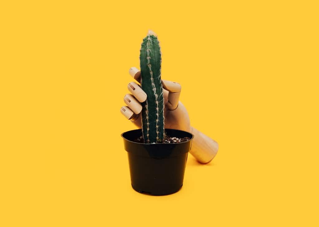 hand holding a cactus, how psychedelics impact your sex life