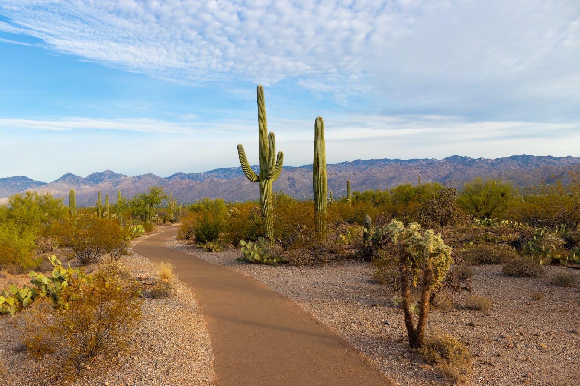 arizona cactus in desert