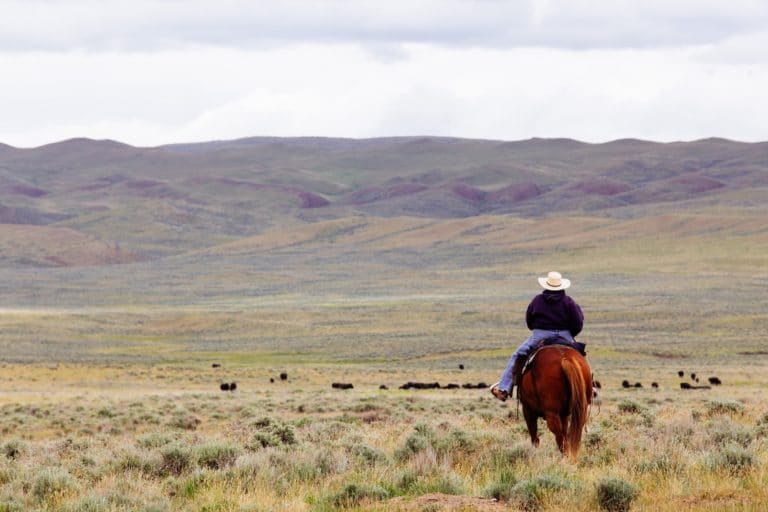 horse in field in montana