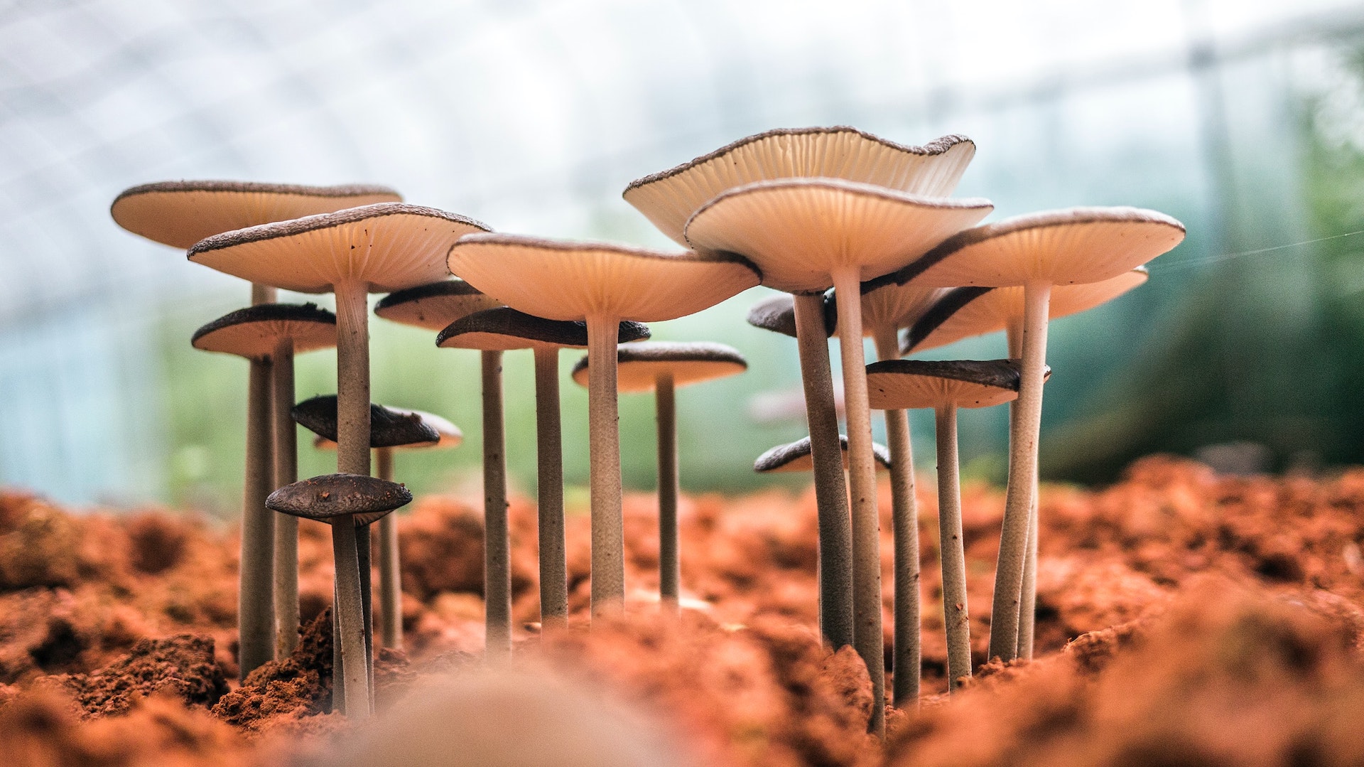 mushrooms growing outside