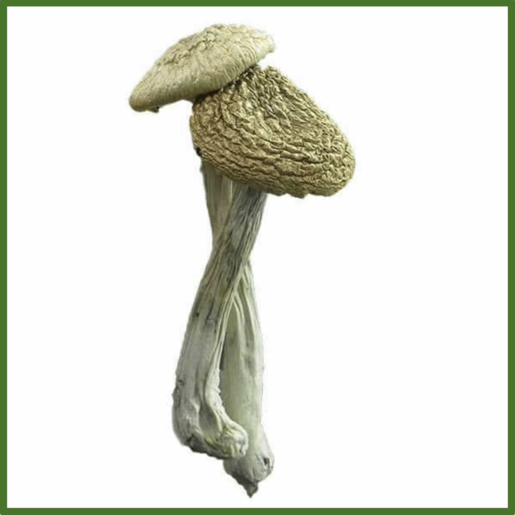Dried Flying Saucer Mushroom