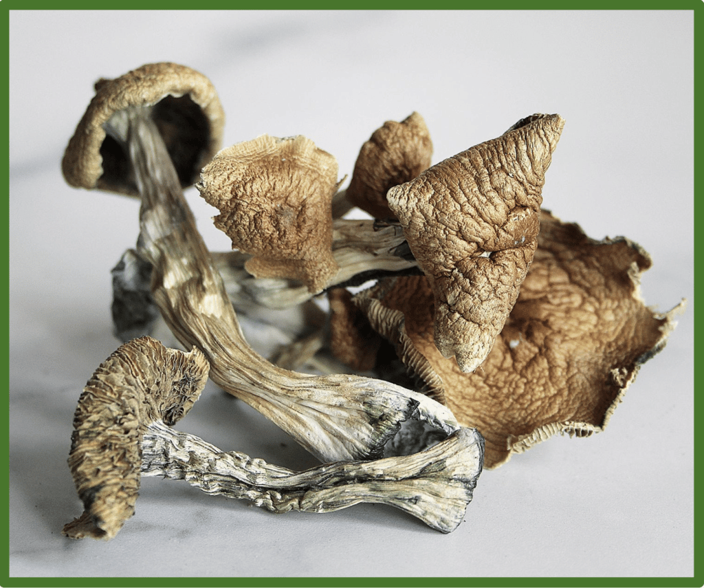 Dried golden teacher mushroom