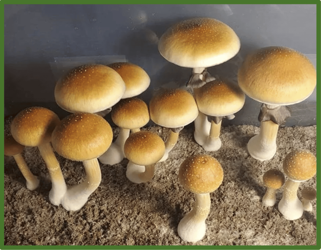 Fresh golden teacher mushroom