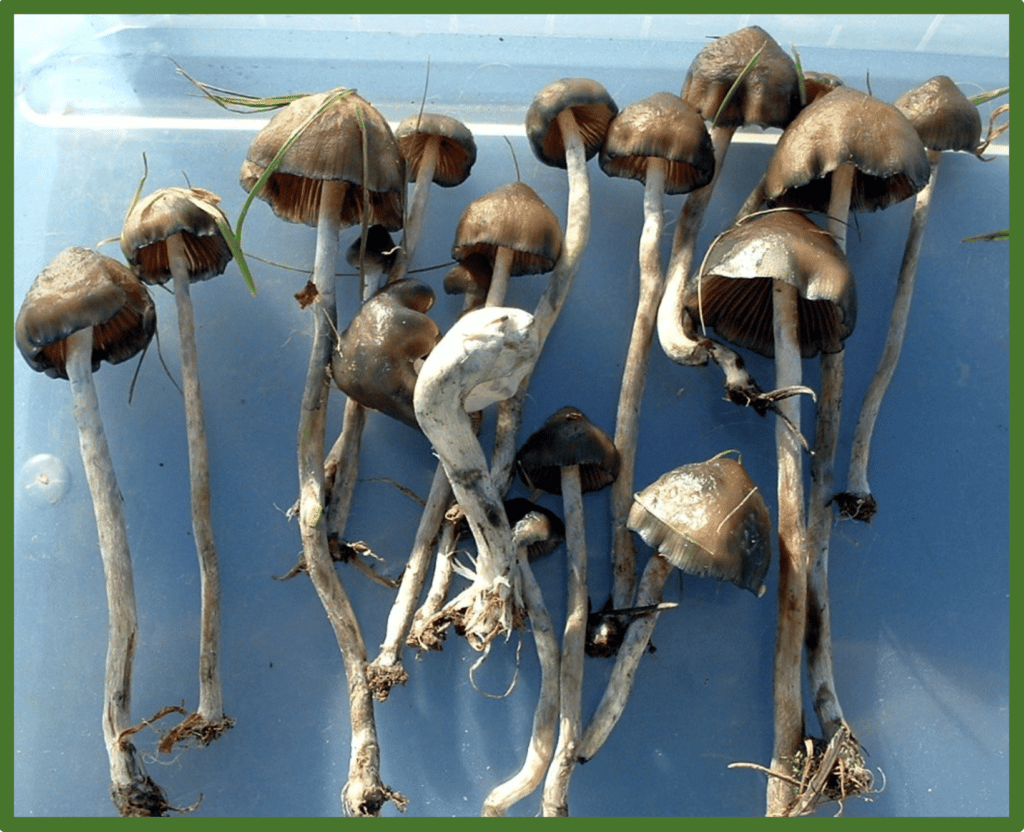 Dried Knobby Top Mushroom