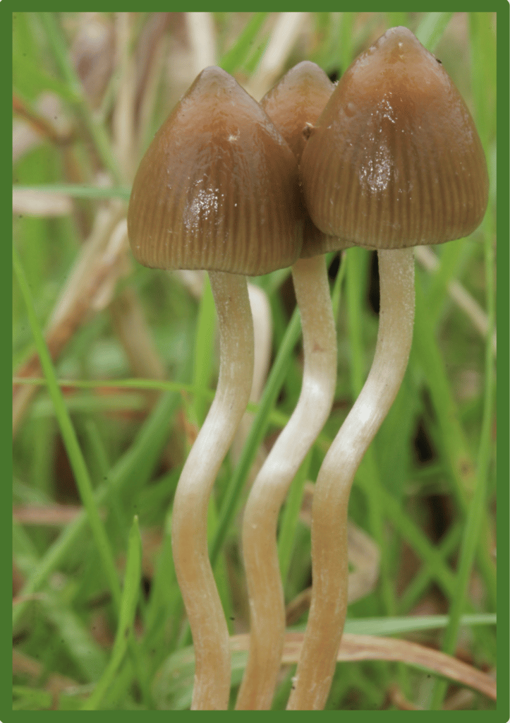 Liberty Cap Mushroom