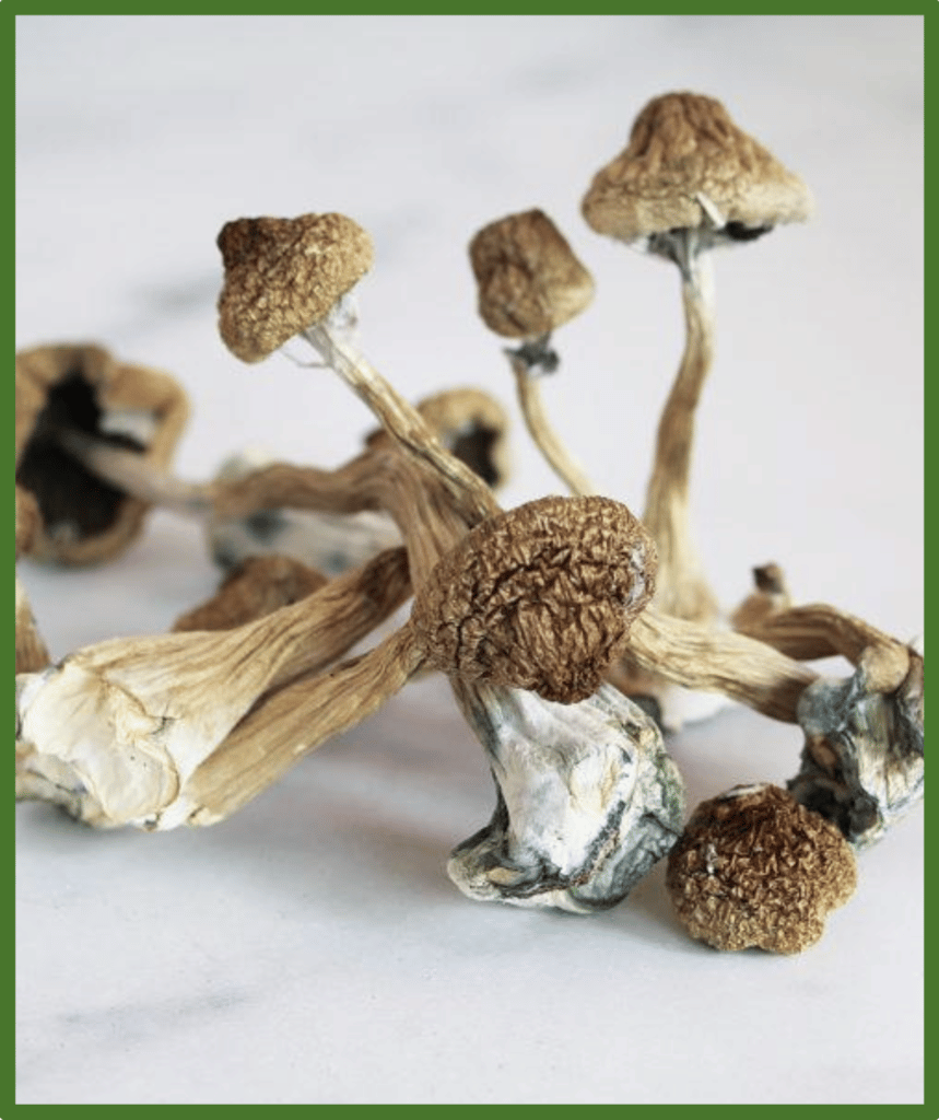 The Best Mushroom Strain For Psilocybin-Assisted Therapy | Psychedelic  Passage