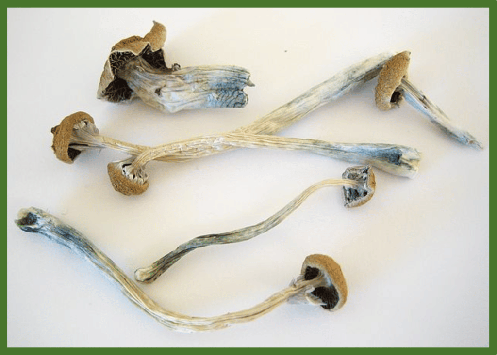 Dried Bohemian Psilocybe Mushroom