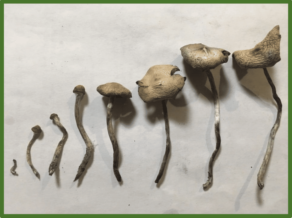 Dried Wavy Cap Mushroom