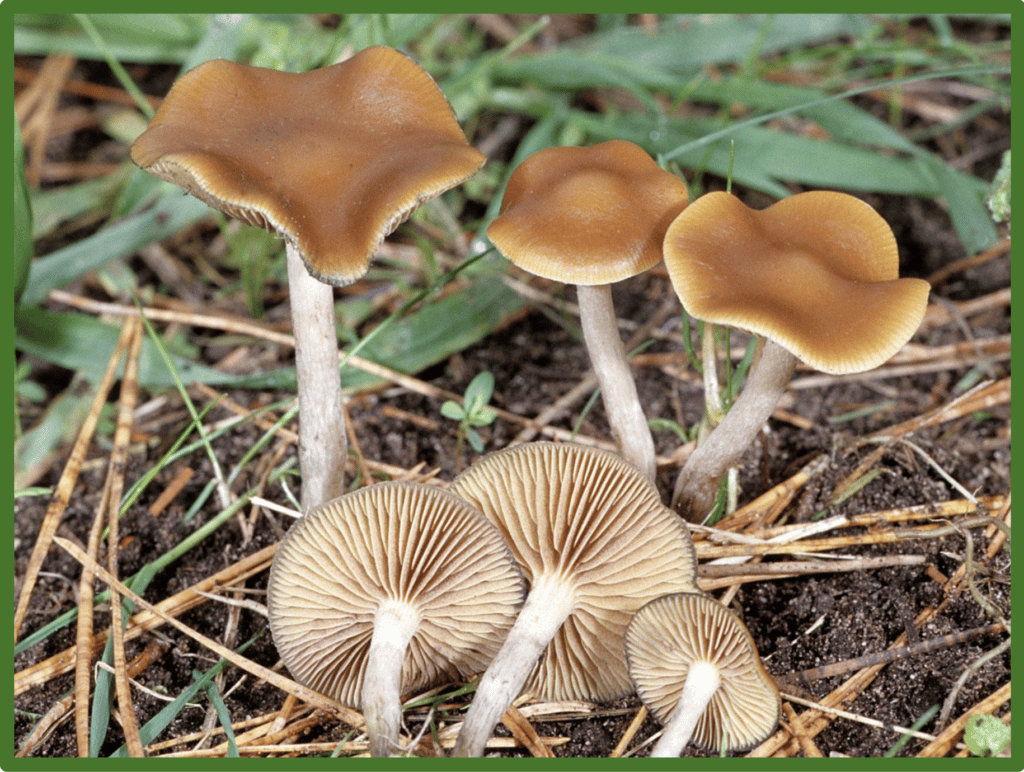 Fruiting Wavy Cap Mushroom